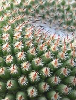 (Mammillaria huitzilopochtli ssp. huitzilopochtli )