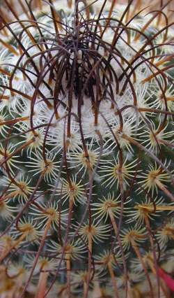 (Mammillaria huitzilopochtli ssp. niduliformis )