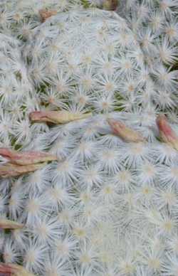 (Mammillaria humboldtii)