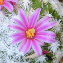 (Mammillaria humboldtii)