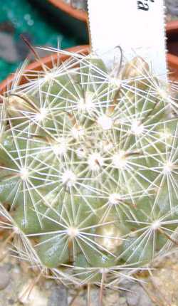 (Mammillaria insularis)