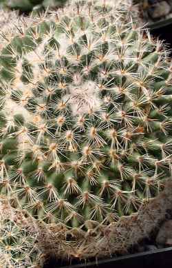 (Mammillaria jaliscana)