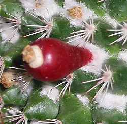 (Mammillaria johnstonii)