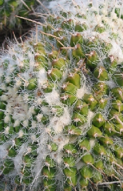 (Mammillaria karwinskiana)