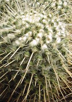 (Mammillaria karwinskiana)