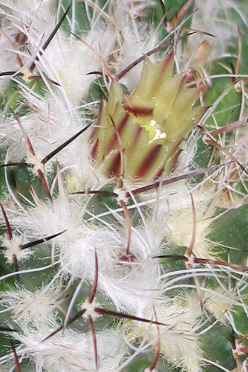 (Mammillaria karwinskiana)