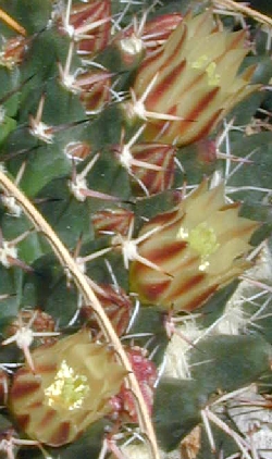 (Mammillaria karwinskiana)