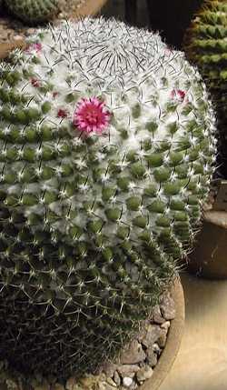 (Mammillaria kewensis)