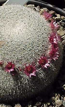 (Mammillaria klissingiana)