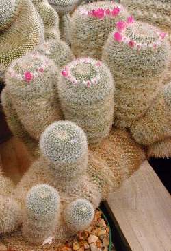 (Mammillaria klissingiana)