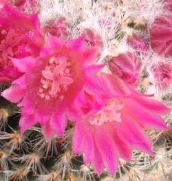 (Mammillaria klissingiana)