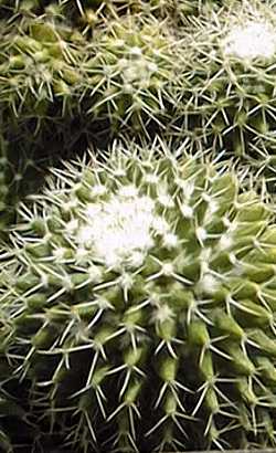 (Mammillaria knipelliana)