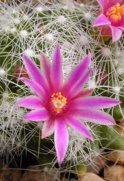 (Mammillaria kraehenbuehlii)