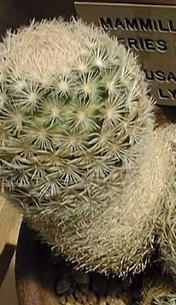 Lacespine Nipple Cactus(Mammillaria lasiacantha)