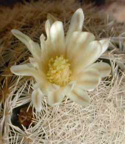 Lacespine Nipple Cactus(Mammillaria lasiacantha)