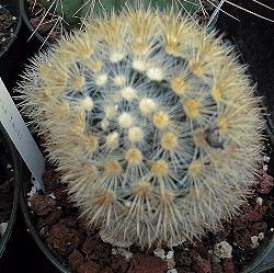 (Mammillaria laui)