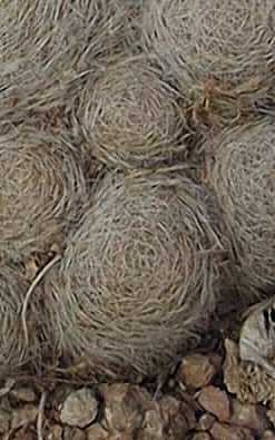 (Mammillaria lenta)