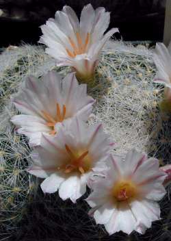 (Mammillaria lenta)