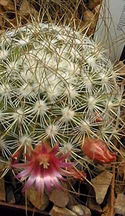 (Mammillaria rekoi ssp. leptacantha )