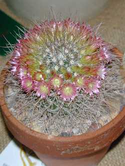 (Mammillaria rekoi ssp. leptacantha )