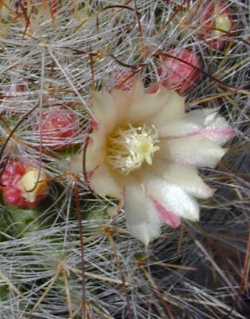 (Mammillaria crinita ssp. leucantha )