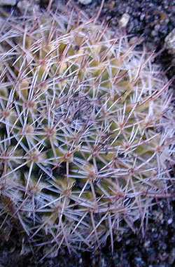 (Mammillaria brandegeei ssp. lewisiana )