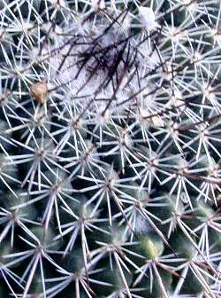 (Mammillaria lindsayi)