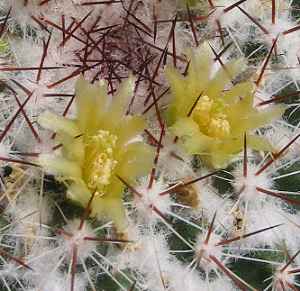 (Mammillaria lindsayi)