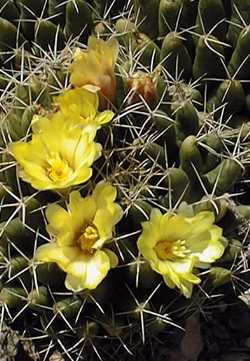 (Mammillaria longimamma)