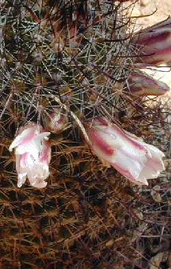 (Mammillaria hutchisoniana ssp. louisae )