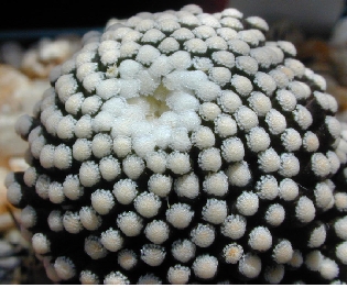 (Mammillaria luethyi)