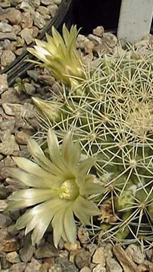 Macdougal's Nipple Cactus(Mammillaria heyderi ssp. macdougalii )