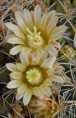 Macdougal's Nipple Cactus(Mammillaria heyderi ssp. macdougalii )
