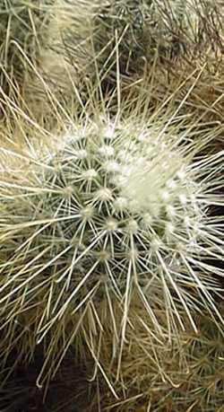 (Mammillaria magnifica)