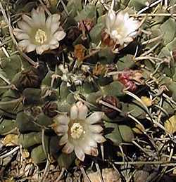 (Mammillaria magnimamma)