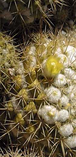 Cabeza de Viejo(Mammillaria marksiana)