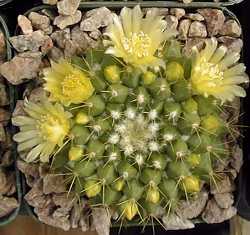 Cabeza de Viejo(Mammillaria marksiana)