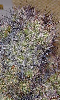 (Mammillaria mazatlanensis)