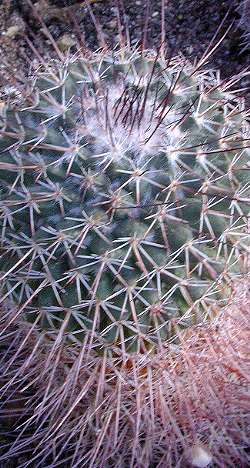 (Mammillaria heyderi ssp. meiacantha )