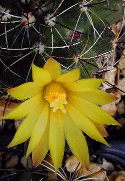 (Mammillaria melaleuca)