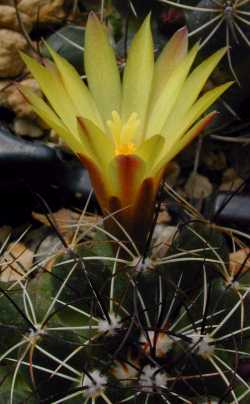 (Mammillaria melaleuca)