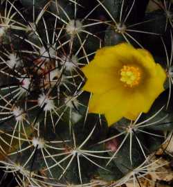 (Mammillaria melaleuca)