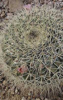 (Mammillaria melanocentra ssp. melanocentra )