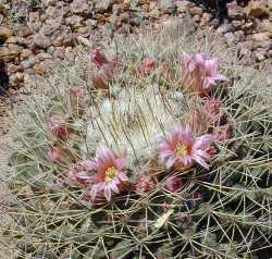 (Mammillaria melanocentra ssp. melanocentra )