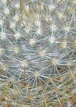 (Mammillaria mercadensis)