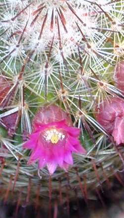 (Mammillaria meyranii)