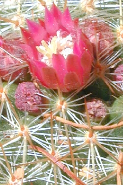 (Mammillaria meyranii)