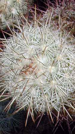 (Mammillaria microhelia)