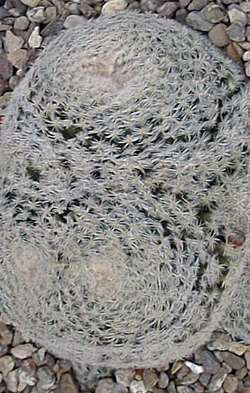 (Mammillaria formosa ssp. microthele )