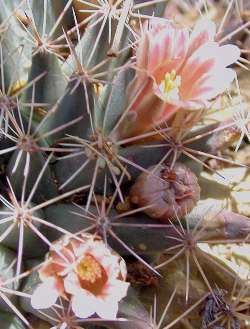 (Mammillaria miegiana)